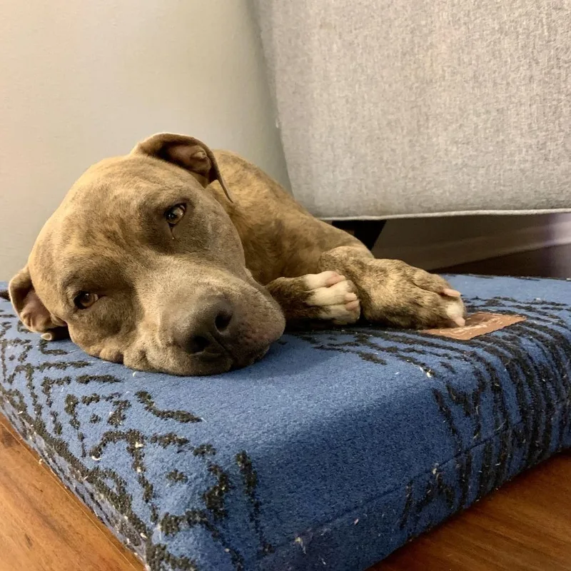 An adult large-sized male Brindle Pit Bull Terrier dog named Hobbes for adoption in Austin, TX