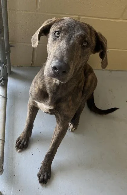 An adult medium-sized female Brindle Labrador Retriever dog named Rose for adoption in Harlingen, TX