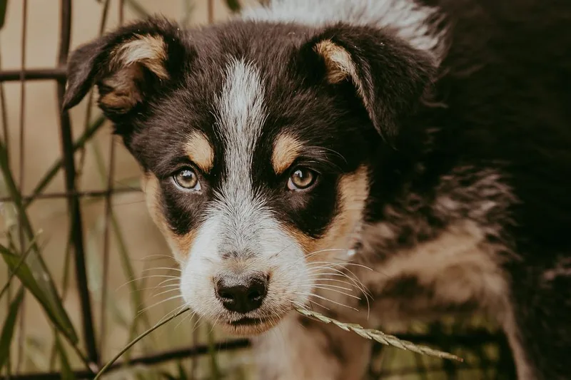 A baby medium-sized female Tricolor (Brown, Black, & White) Australian Shepherd dog named Gone for the Day for adoption in Waunakee, WI