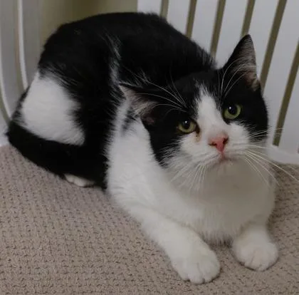 A baby medium-sized male Domestic Short Hair cat named Bounce for adoption in Verona, WI