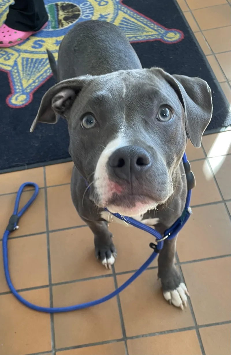 A young medium-sized female Gray / Blue / Silver Pit Bull Terrier dog named Whitney HOLD for adoption in Canton, OH