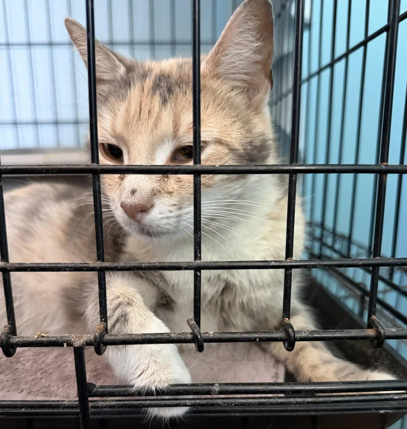 A young medium-sized female Domestic Short Hair cat named Sheba Lily for adoption in Broomall, PA