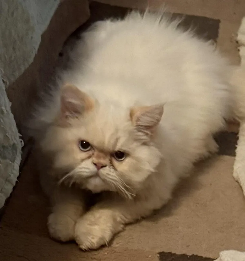 A young large-sized male Himalayan cat named Konrad for adoption in Powder Springs, GA