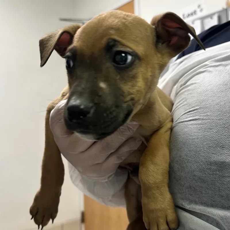 A young small-sized male Yellow / Tan / Blond / Fawn Mixed Breed dog named Pride for adoption in Charleston, WV