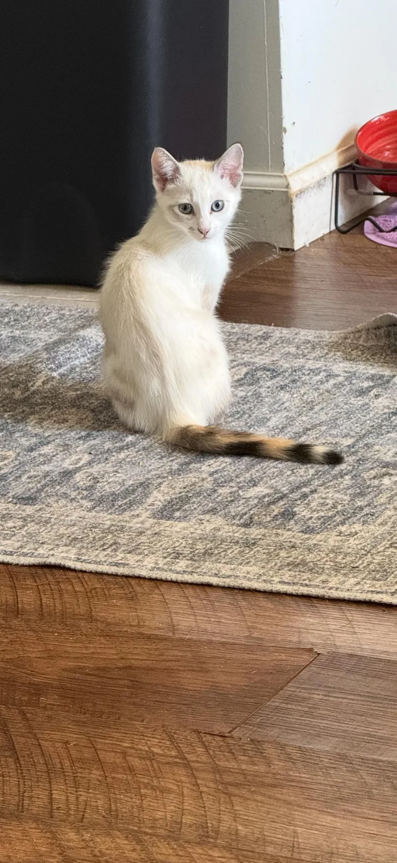A baby medium-sized female Calico Domestic Short Hair cat named Cheetah Girl for adoption in Davis, CA
