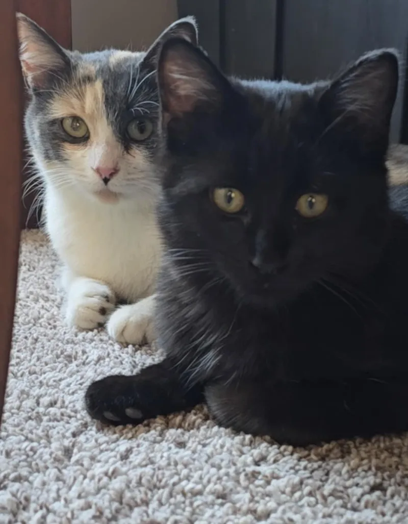 A young medium-sized female Calico cat named Peaches And Onyx for adoption in Lenexa, KS