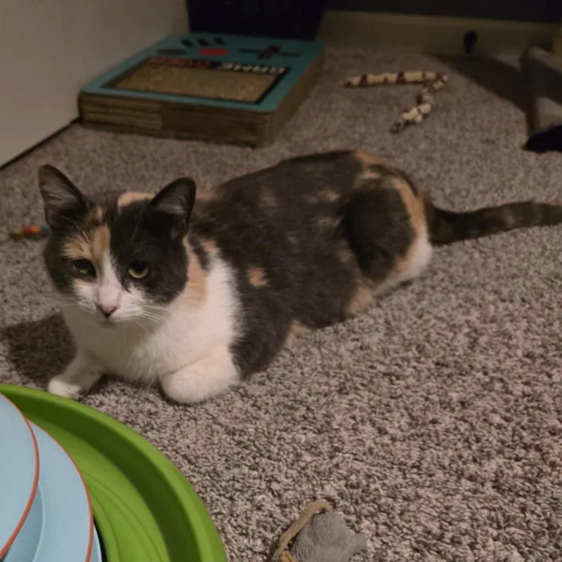 Peaches And Onyx thumbnail 2