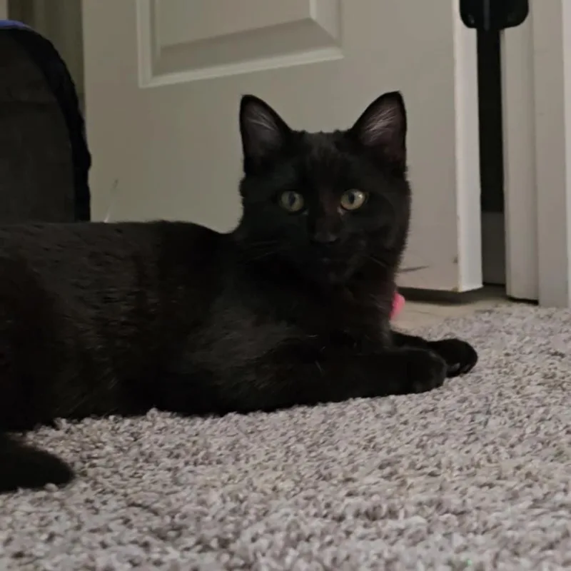 Peaches And Onyx thumbnail 3