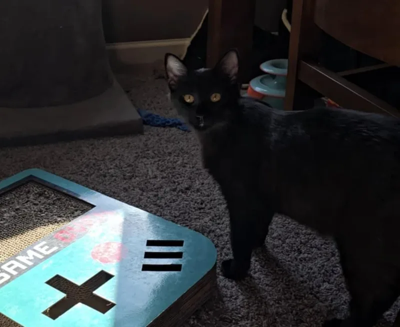 Peaches And Onyx thumbnail 4