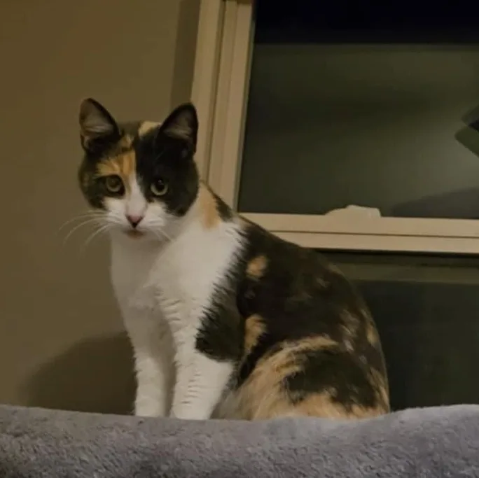 Peaches And Onyx thumbnail 6