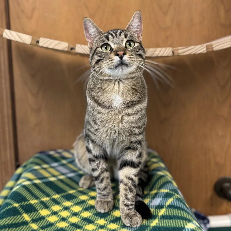 An adult large-sized male Brown / Chocolate Domestic Short Hair cat named Eldon for adoption in Fargo, ND