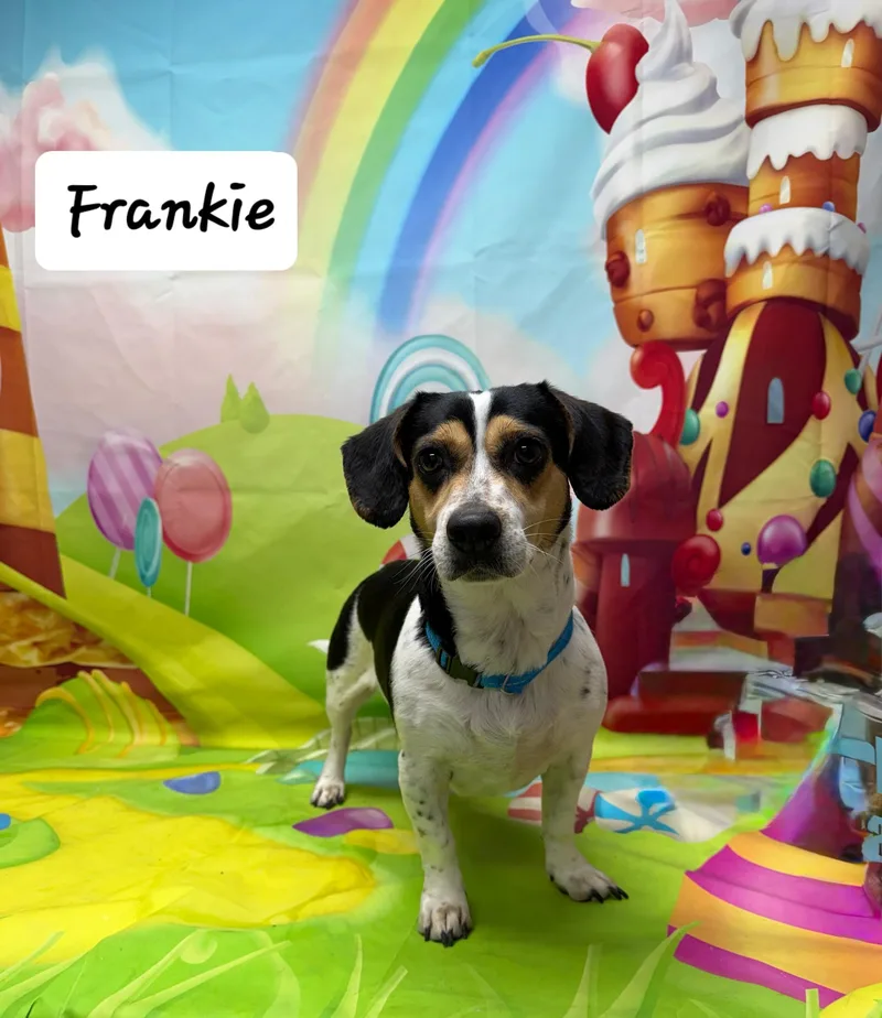 Frankie