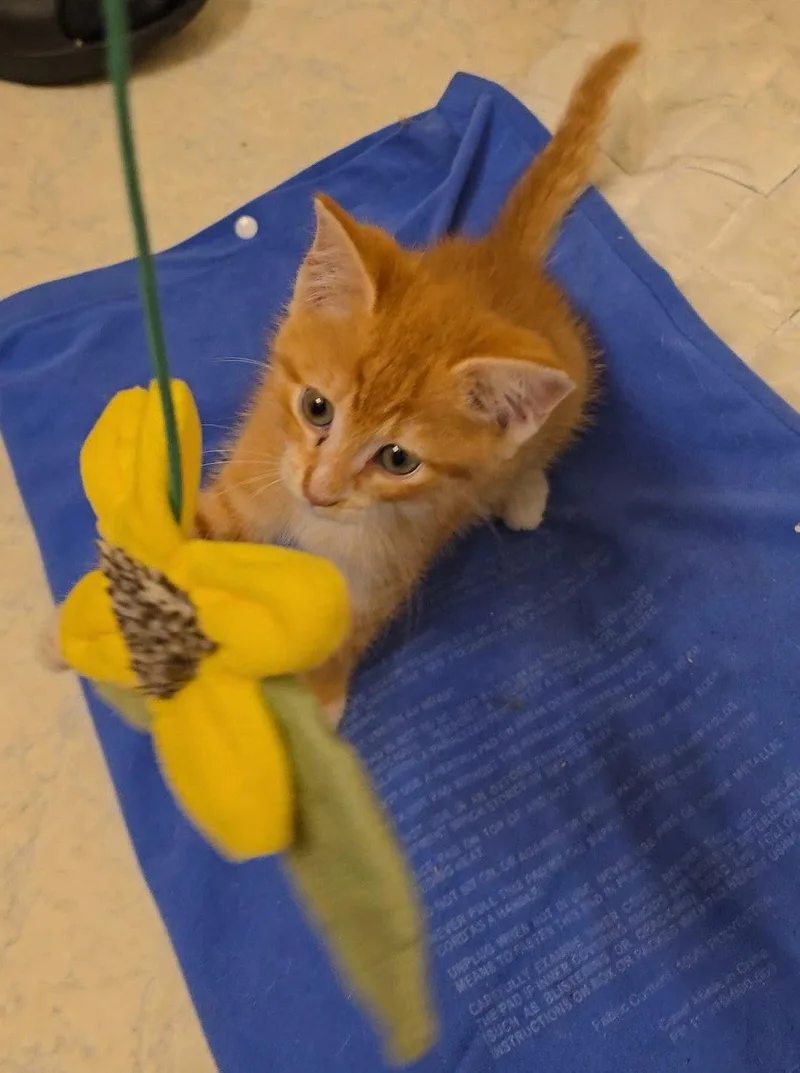 A baby medium-sized female Orange / Red Domestic Short Hair cat named Bush for adoption in Buford, GA