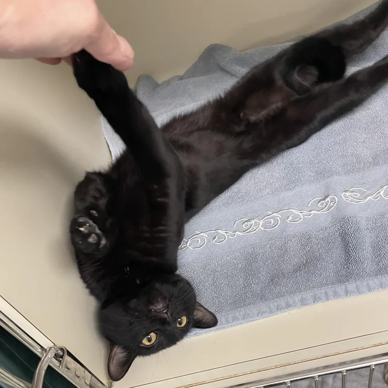 A young small-sized male Black Domestic Short Hair cat named Butters for adoption in Springboro, OH