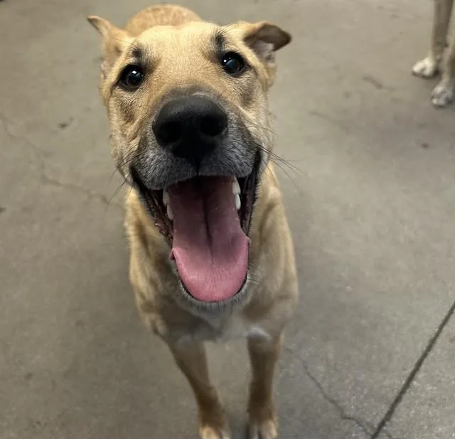 A young large-sized male Black Mouth Cur dog named Skippy for adoption in Tucson, AZ