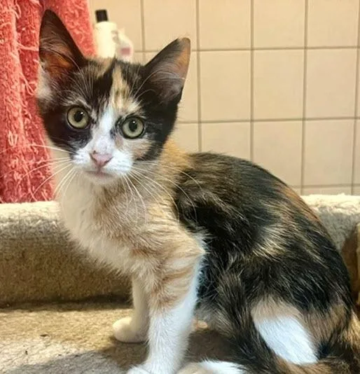 A baby medium-sized female Calico cat named Becca for adoption in Los Angeles, CA