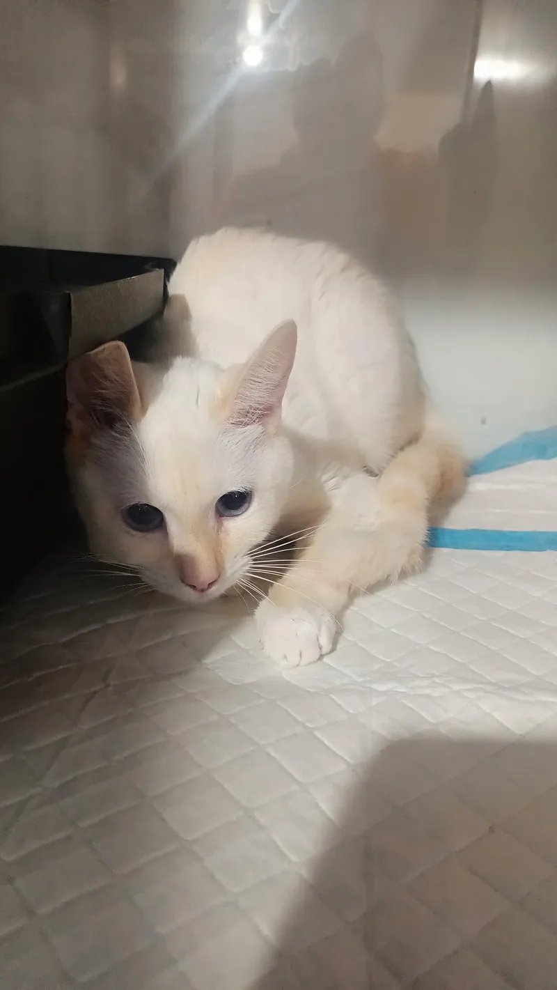 A young medium-sized female Domestic Short Hair cat named Pancake for adoption in Wasilla, AK