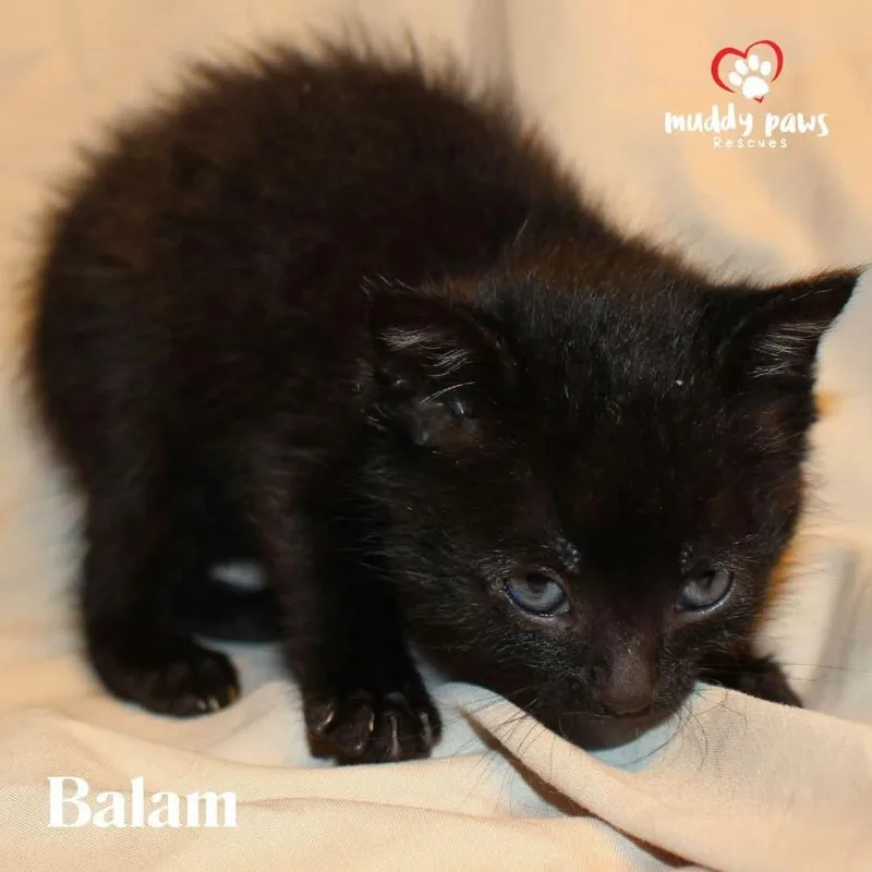 Mayan Litter:  Balam