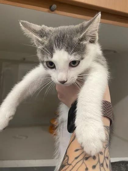 A baby small-sized male Domestic Short Hair cat named Rocket for adoption in Voorhees, NJ