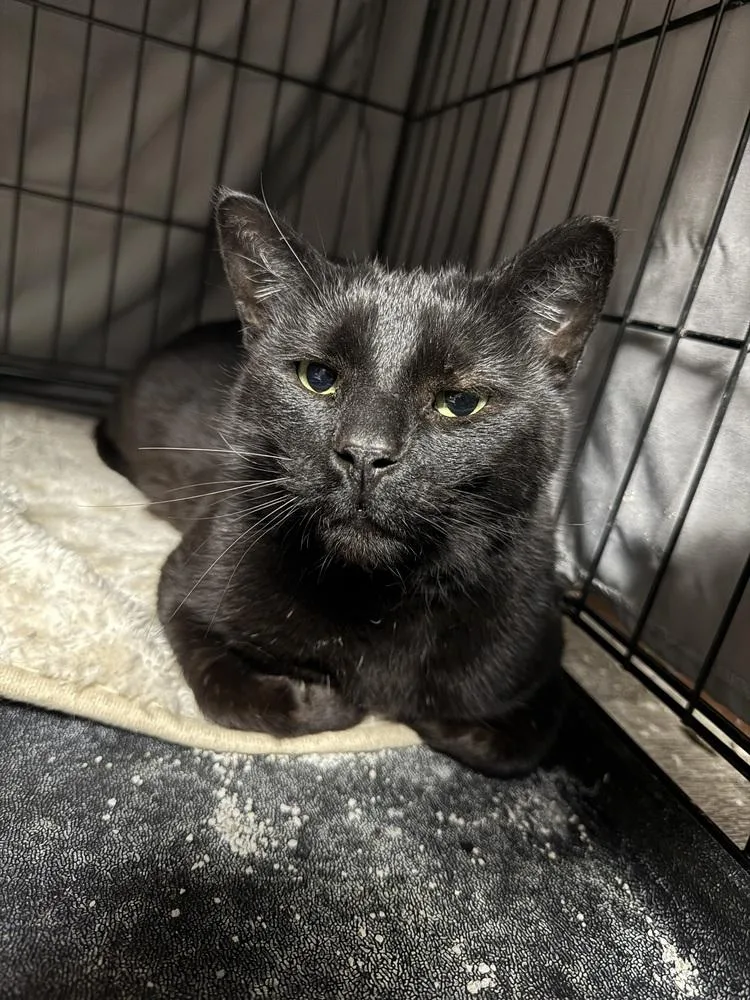 An adult medium-sized male Black Domestic Short Hair cat named Soren for adoption in West Mifflin, PA