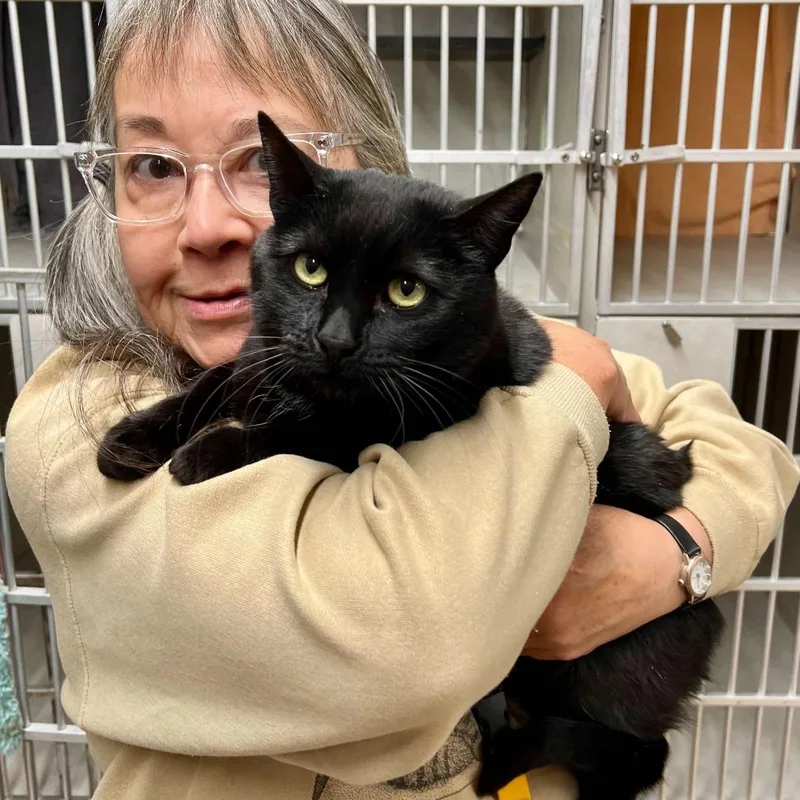 An adult large-sized female Black Domestic Short Hair cat named Luna for adoption in Colorado Springs, CO