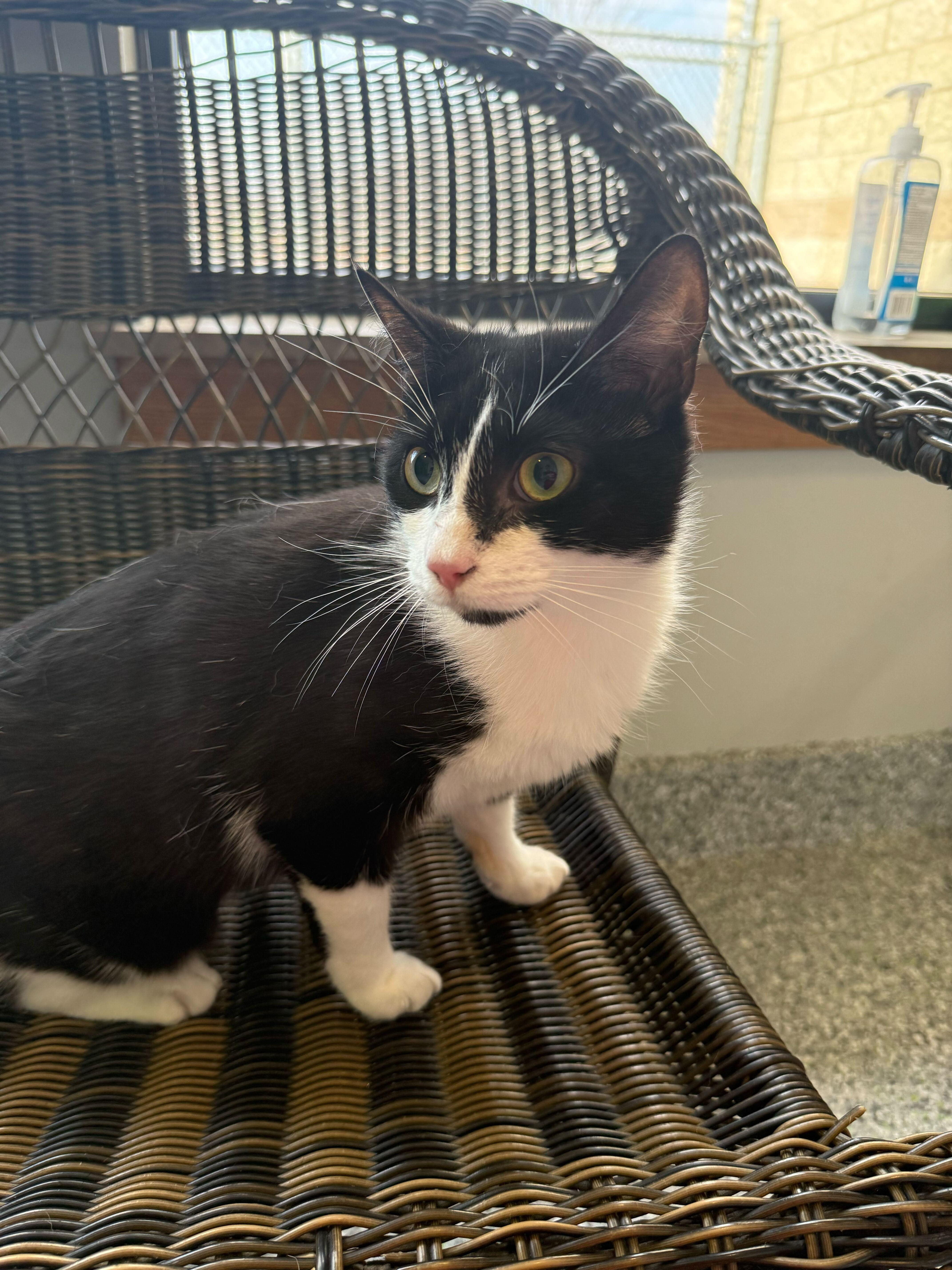 Sweet Willa thumbnail 3