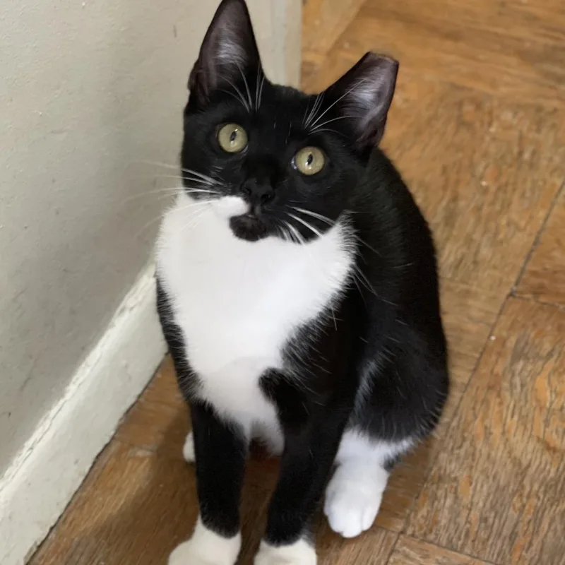 Spicy Nugget thumbnail 2