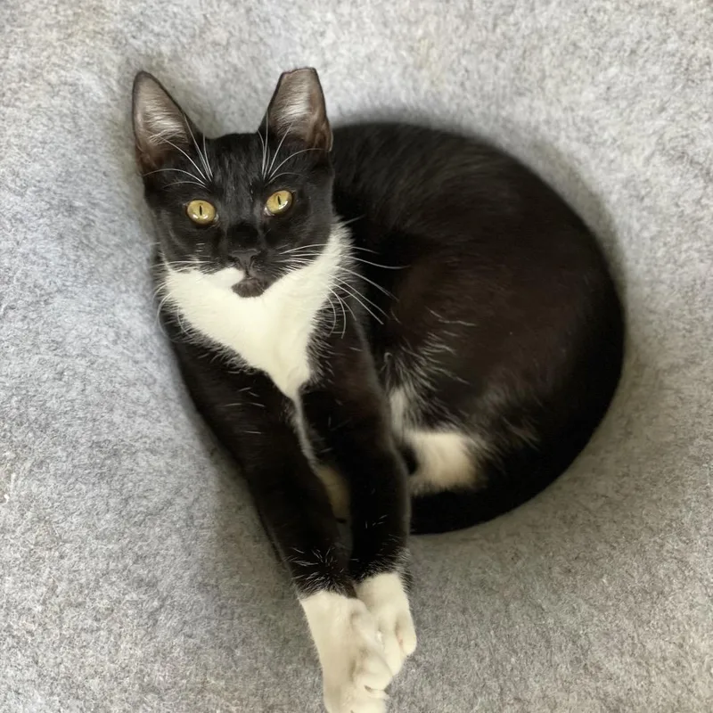 Spicy Nugget thumbnail 3