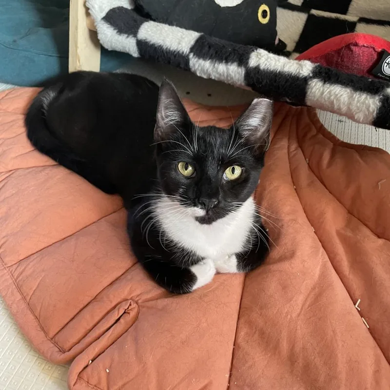 Spicy Nugget thumbnail 4