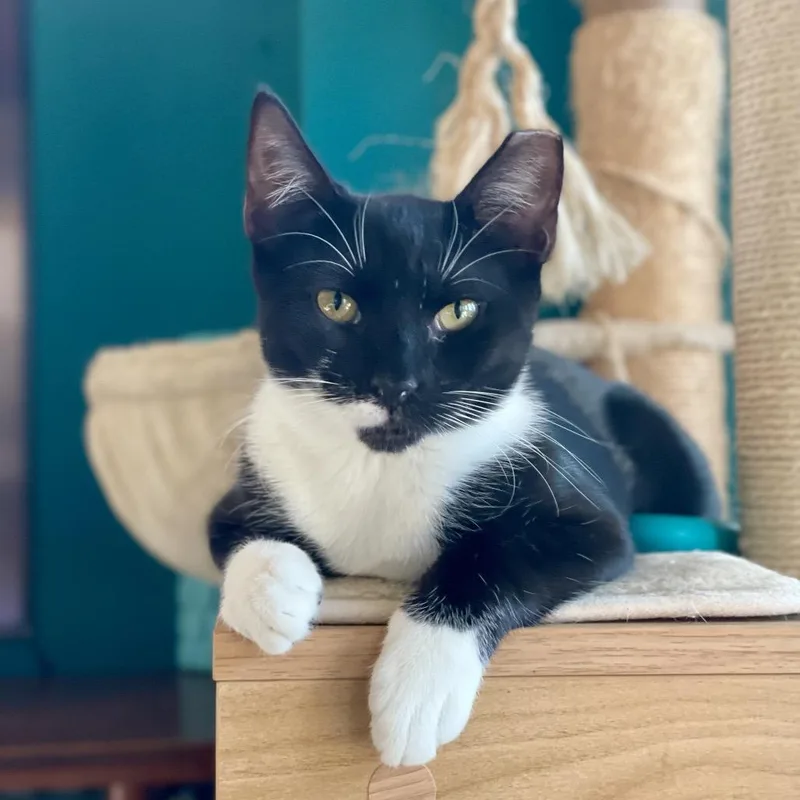 Spicy Nugget thumbnail 5