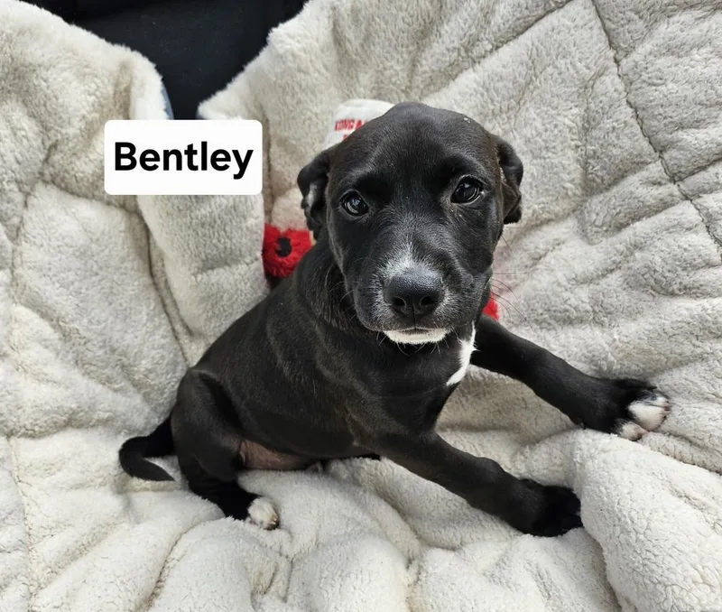 A baby large-sized male Tricolor (Brown, Black, & White) Mixed Breed dog named Bentley for adoption in Lansing, MI