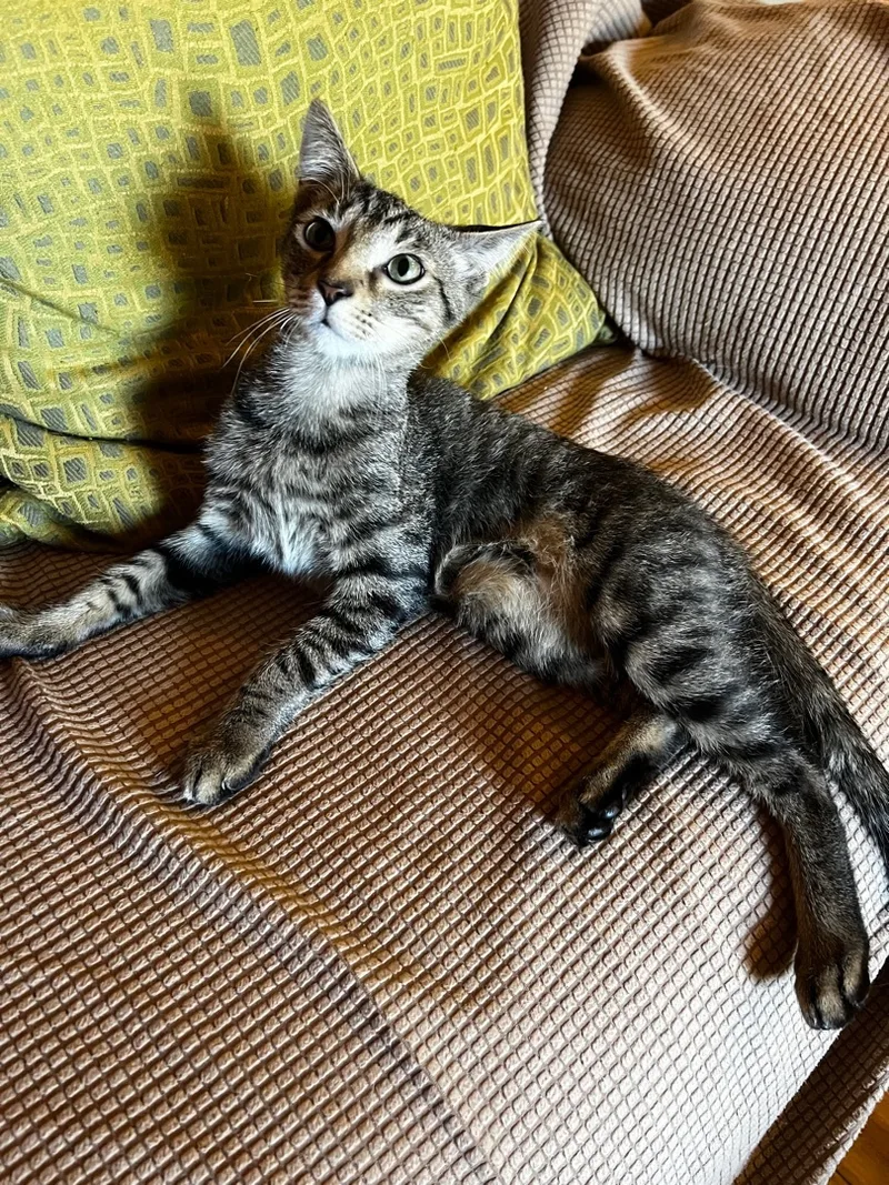 A baby small-sized male Tabby (Gray / Blue / Silver) Domestic Short Hair cat named Loki for adoption in Palm City, FL