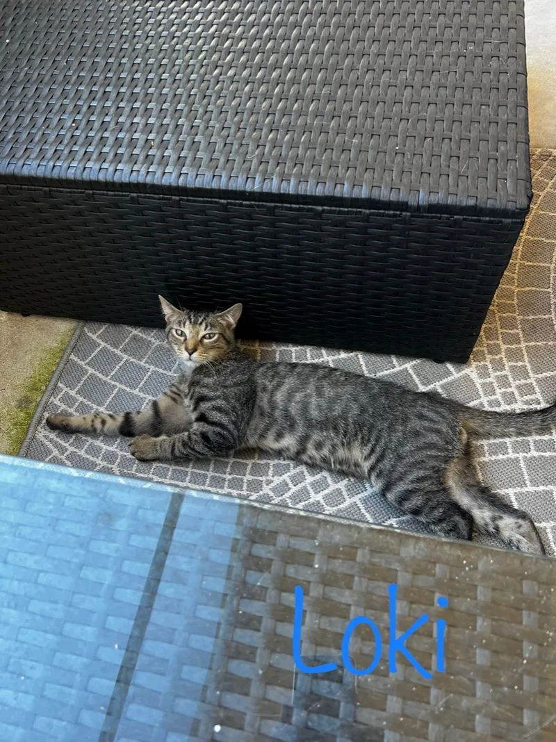 Loki thumbnail 3