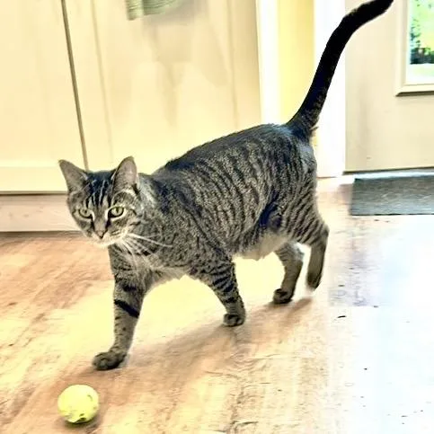 A senior large-sized female Domestic Short Hair cat named Rosa for adoption in Springfield, OR