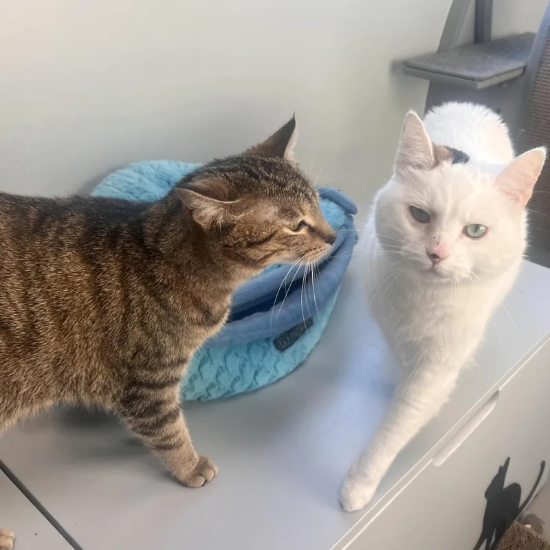 An adult small-sized female White Domestic Short Hair cat named Lucy for adoption in Georgetown, KY