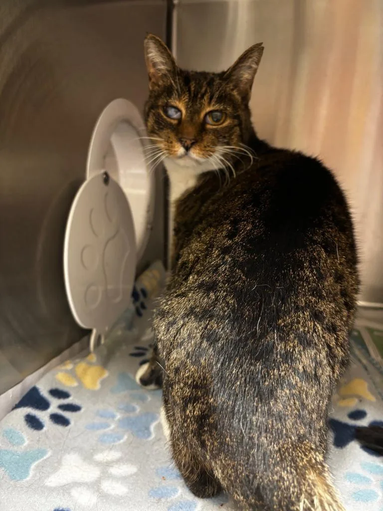 An adult medium-sized female Domestic Short Hair cat named Myrtle for adoption in Winder, GA