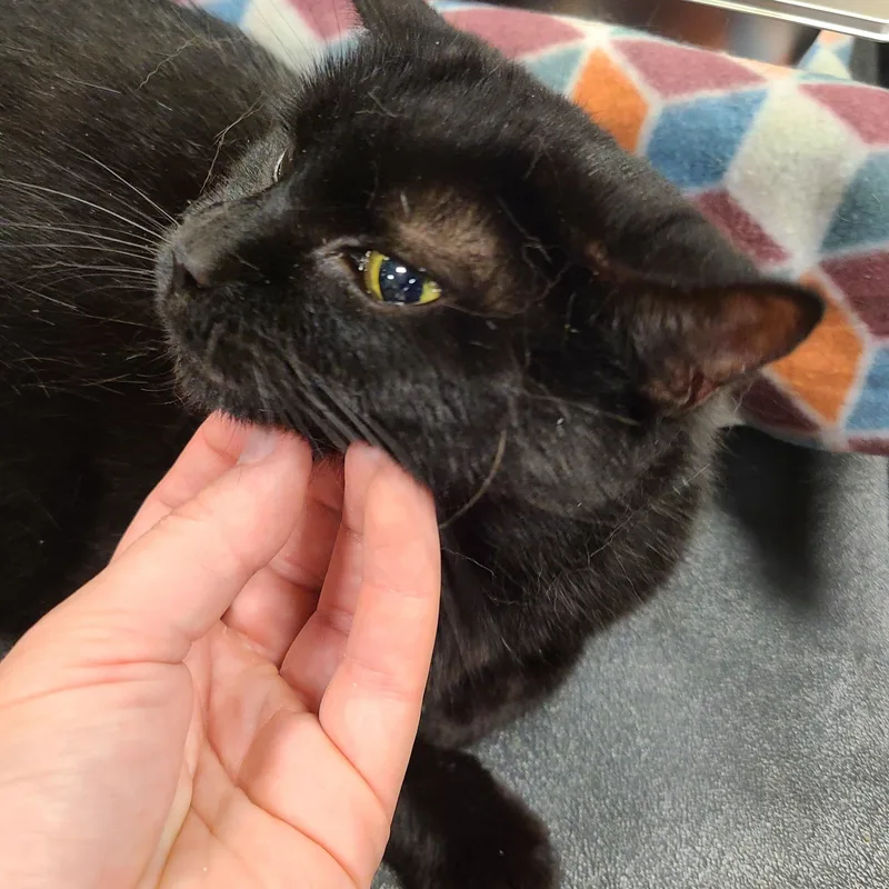An adult medium-sized male Black Domestic Short Hair cat named Radke for adoption in Gerrardstown, WV