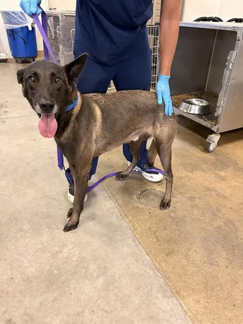 An adult large-sized male Belgian Shepherd / Malinois dog named Caillou for adoption in Riverside, CA
