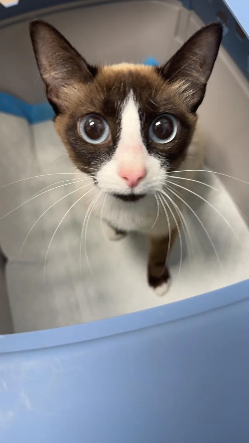 A senior small-sized female Black Siamese cat named Amelia for adoption in Edmond, OK