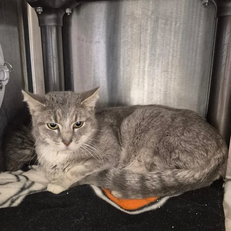 An adult medium-sized female Gray / Blue / Silver Domestic Short Hair cat named Birdie for adoption in Kingman, KS