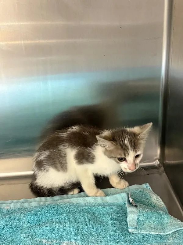 A young medium-sized female Domestic Short Hair cat named Dietrich for adoption in Providence Forge, VA
