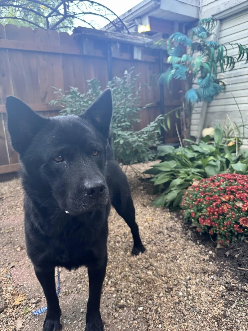 An adult large-sized male Chow Chow dog named Ranger for adoption in Leavenworth, KS