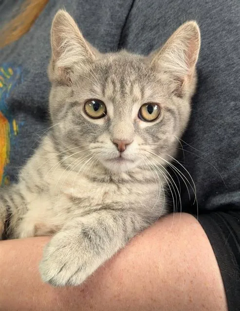 A baby small-sized female Domestic Short Hair cat named Jillian for adoption in Canfield, OH