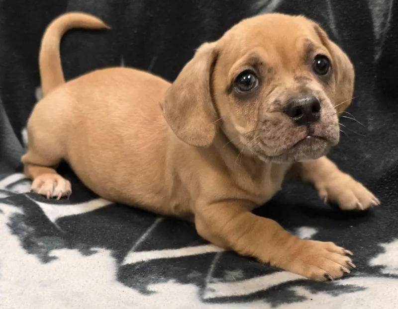 A baby small-sized male Pug dog named Peter for adoption in Murphysboro, IL