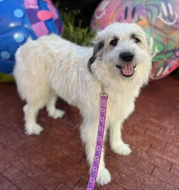 An adult large-sized female Great Pyrenees dog named Queen for adoption in Stratham, NH