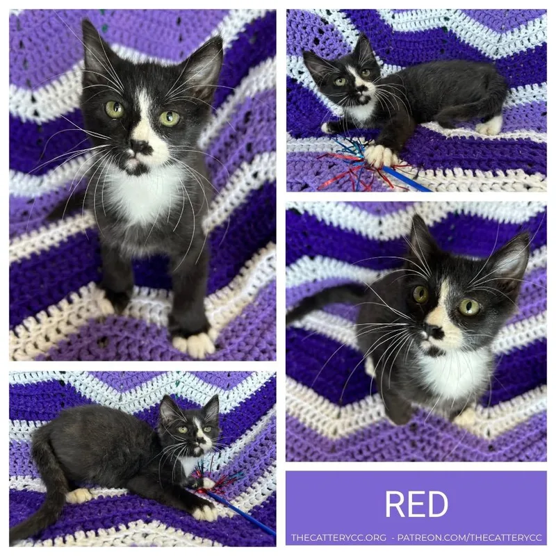 A baby small-sized male Domestic Short Hair cat named Red for adoption in Corpus Christi, TX