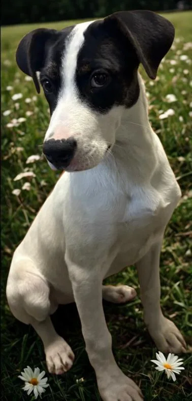 A young medium-sized female Mixed Breed dog named Vixen for adoption in Murphysboro, IL