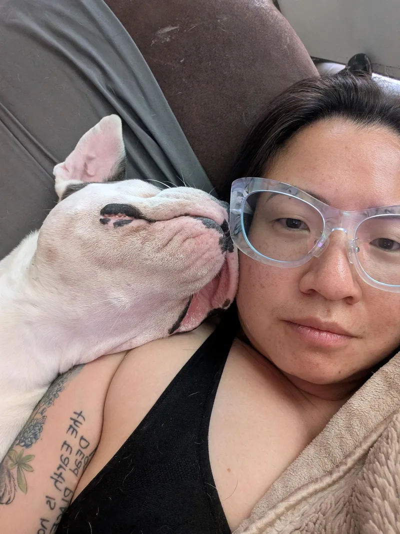 An adult medium-sized female American Bully dog named Liam & Willa for adoption in Pflugerville, TX