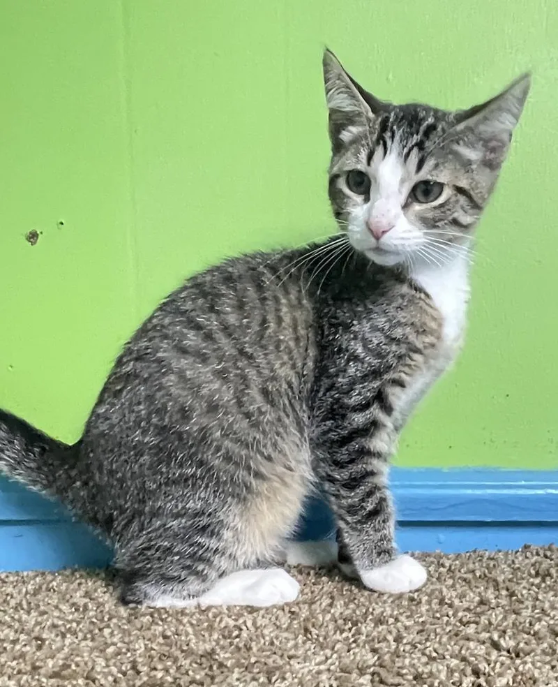 A baby small-sized female Domestic Short Hair cat named Gabby for adoption in Columbus, OH