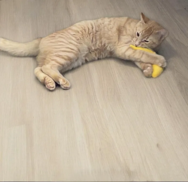 A baby medium-sized male Tabby (Orange / Red) Domestic Short Hair cat named Tang for adoption in Norwalk, CT